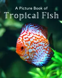 a-picture-book-of-tropical-fish-a-beautiful-picture-book-for-seniors-with
