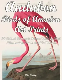 audubon-birds-of-america-art-prints-24-cutout-ready-to-frame-vintage-bird