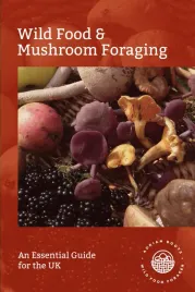 wild-food-and-mushroom-foraging-an-essential-guide-for-the-uk
