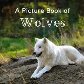 a-picture-book-of-wolves-a-beautiful-picture-book-for-seniors-with-alzheim