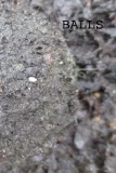 balls