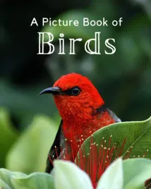 a-picture-book-of-birds-a-beautiful-picture-book-for-seniors-with-alzheime