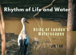 rhythm-of-life-and-water-birds-of-london-s-waterscapes