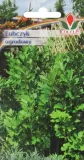 lubczyk-ogrodowy-05g
