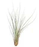 tillandsia-juncea-xl-31-40-cm