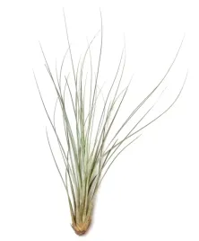 tillandsia-juncea-xl-31-40-cm