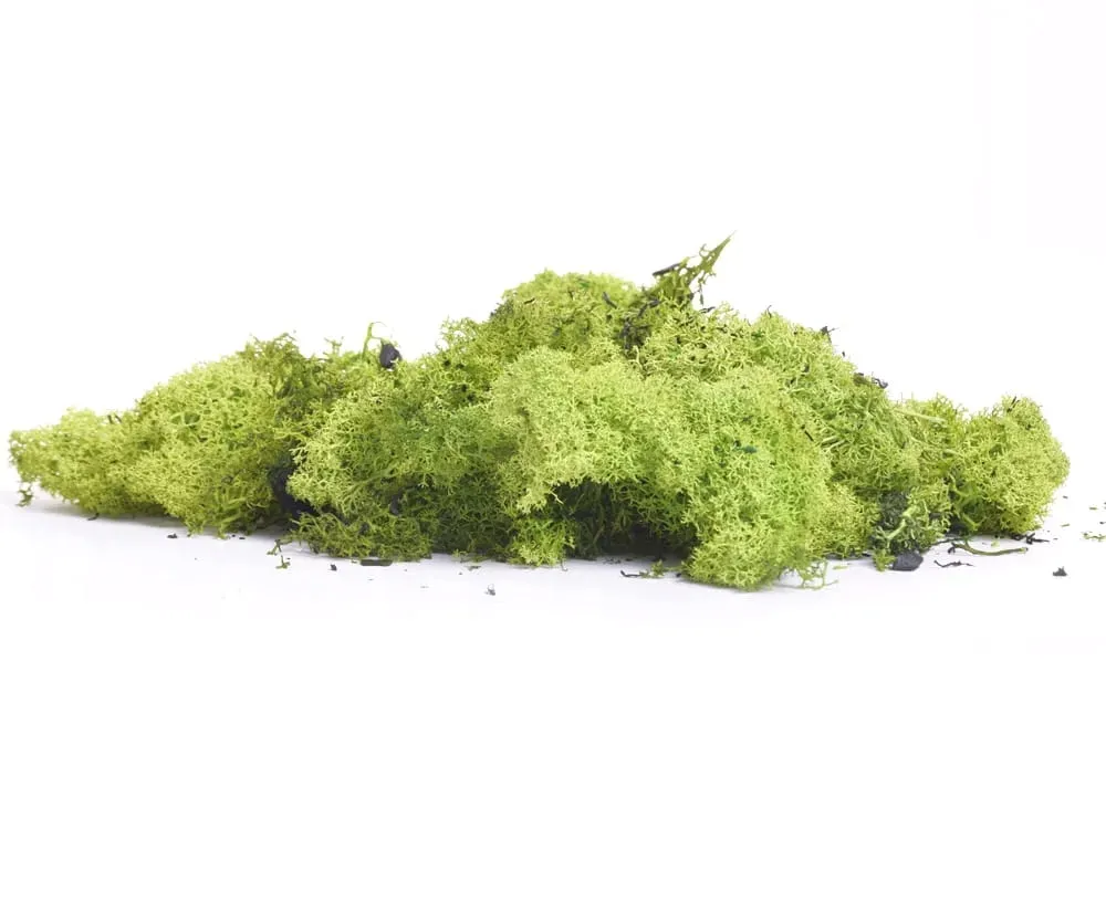 chrobotek-reniferowy-100g-zielony-dodatek-do-dekoracji-kompozycji-stan-nowy