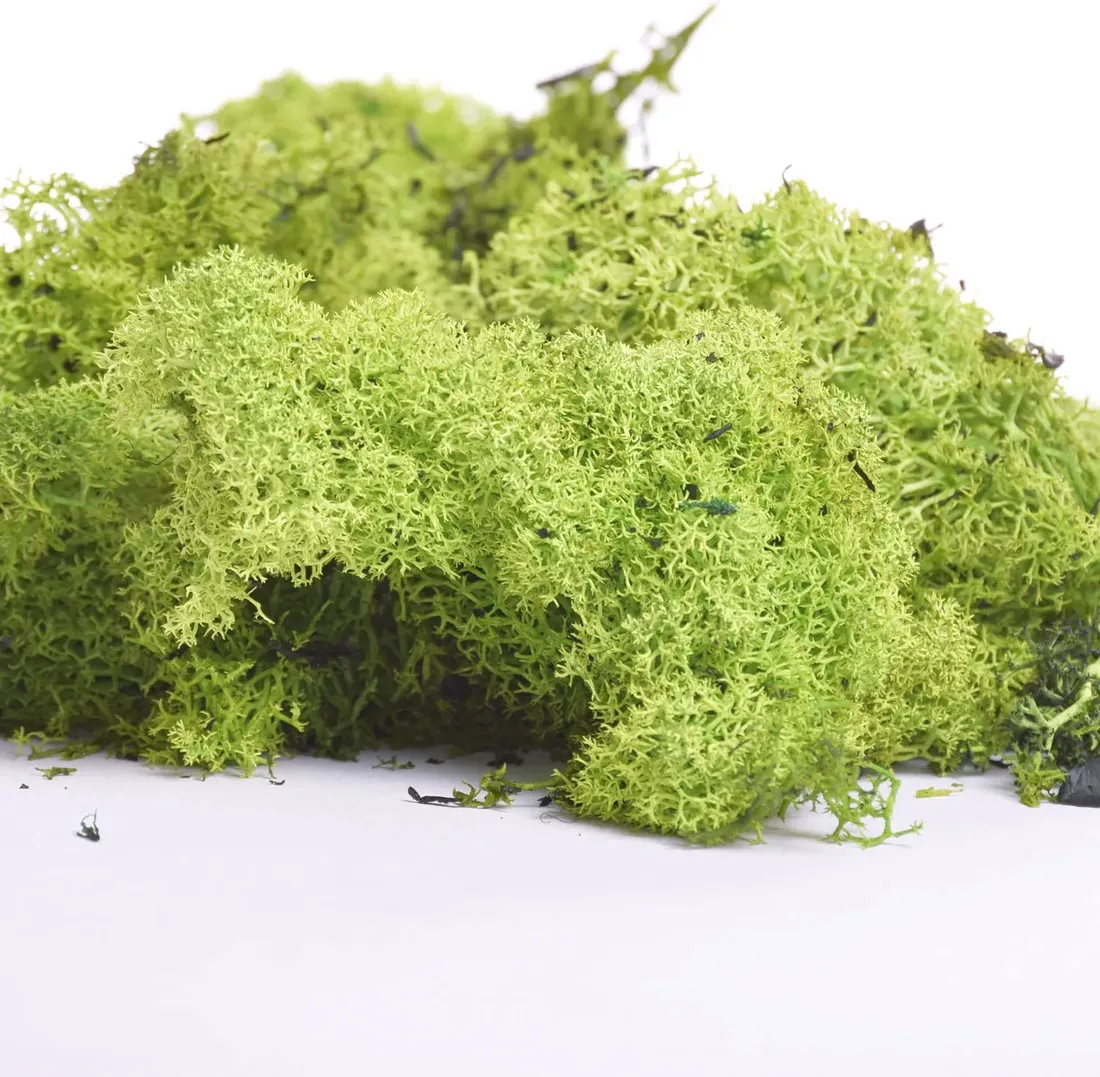 chrobotek-reniferowy-100g-zielony-dodatek-do-dekoracji-kompozycji-stan-nowy