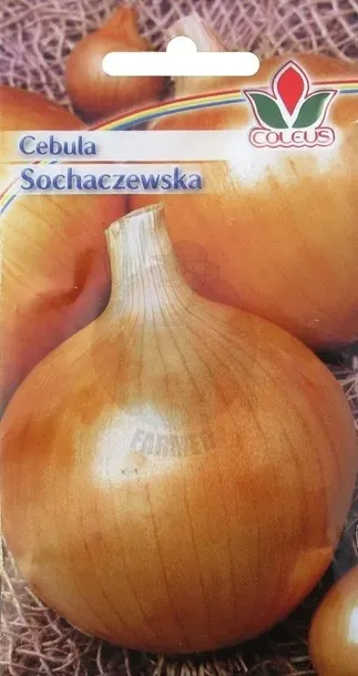 cebula-sochaczewska-5-g