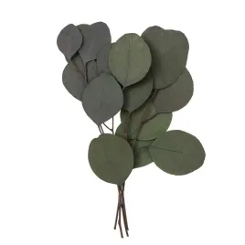 eukaliptus-populus-4-galazki-ok-20cm-zielony