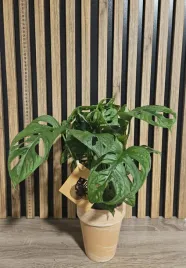 monstera-monkey-leaf-sadzonka-25-cm