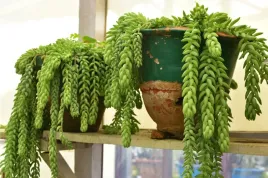 sedum-burrito-zwisajace-warkocze-14-cm-p8