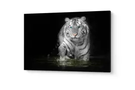 obraz-na-plotnie-canvas-tygrys-bialy-nocna-moc-salon-dekoracja-50x70