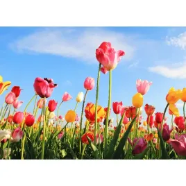 obraz-na-plotnie-tulipany-kolorowe-canvas-blekitne-niebo-50x120