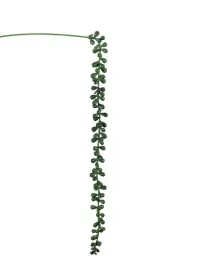 sukulent-sedum-burrito-zwis-na-piku-55cm