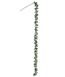 sukulent-sedum-burrito-zwis-na-piku-74cm