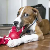 kong-ball-with-rope-s-stan-nowy