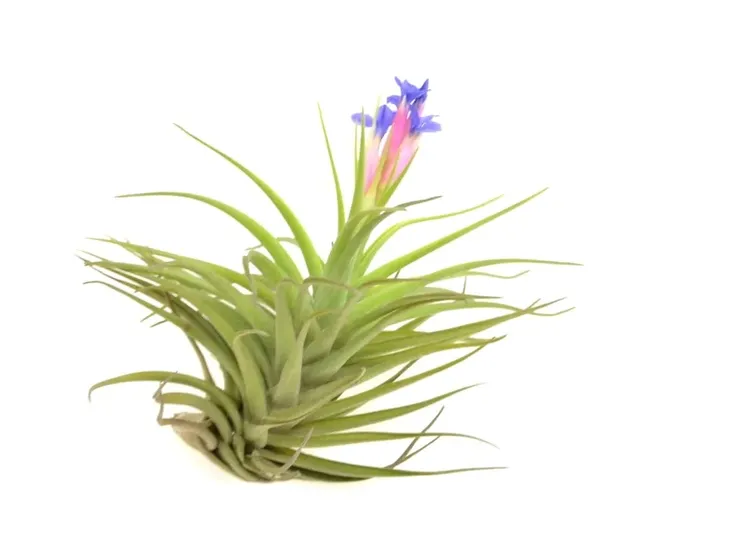 tillandsia-aeranthos-r-10-cm