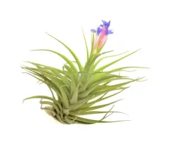 tillandsia-aeranthos-r-10-cm