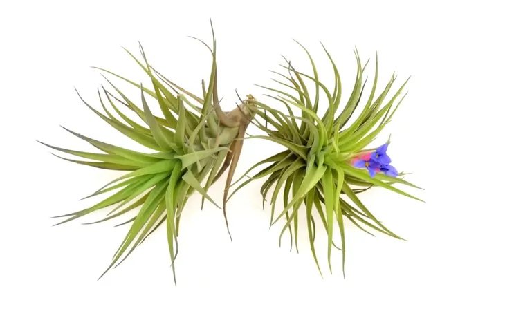 tillandsia-aeranthos-r-10-cm-rodzaj-rosliny-inny