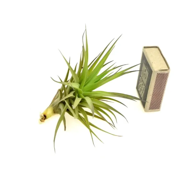 tillandsia-aeranthos-r-10-cm-kod-produktu-1511