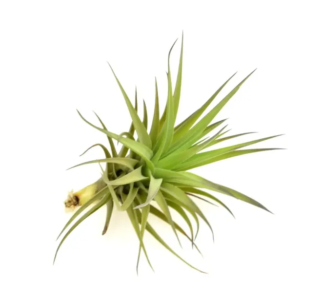 tillandsia-aeranthos-r-10-cm-kod-produktu-1511-rodzaj-rosliny-inny