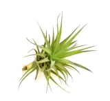 tillandsia-aeranthos-r-10-cm-kod-produktu-1511-rodzaj-rosliny-inny
