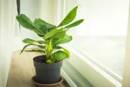 musa-tropicana-piekny-bananowiec-30-35-cm-p12