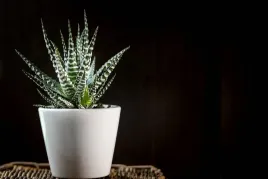 haworthia-big-band-alba-jak-zebra-duza-13-cm-p8