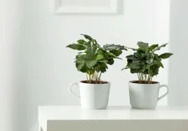 coffea-arabica-kawa-arabika-24-cm-p12