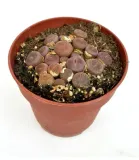 lithops-grupa-duzy-8-cm