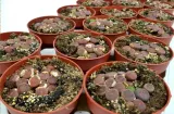 lithops-grupa-duzy-8-cm-rodzaj-rosliny-inny