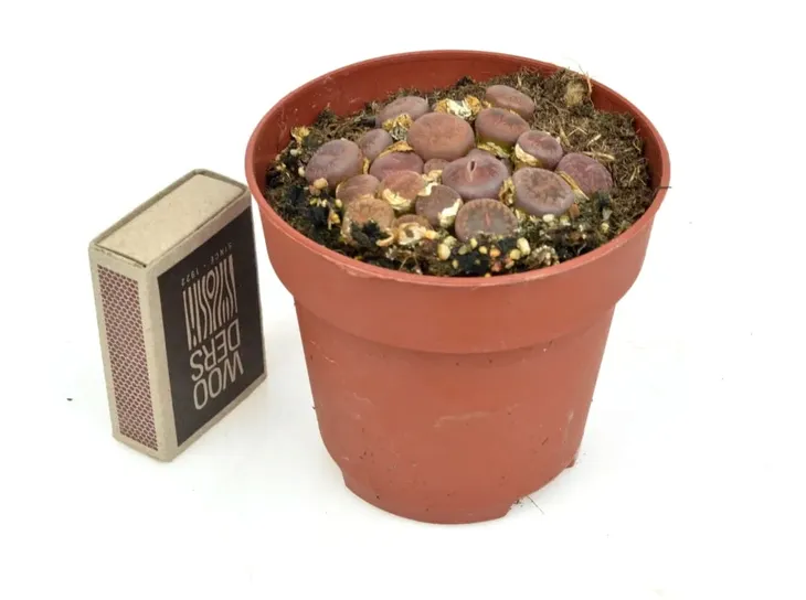 lithops-grupa-duzy-8-cm-kod-produktu-1515