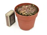 lithops-grupa-duzy-8-cm-kod-produktu-1515