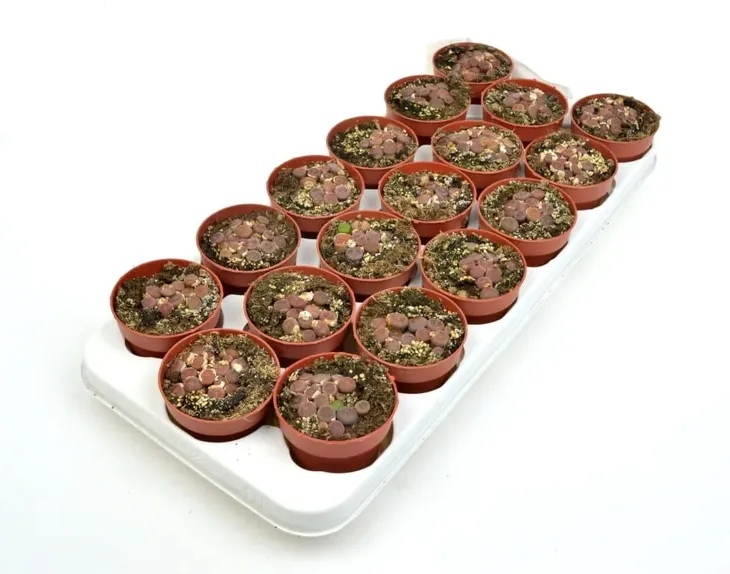 lithops-grupa-duzy-8-cm-kod-produktu-1515-rodzaj-rosliny-inny