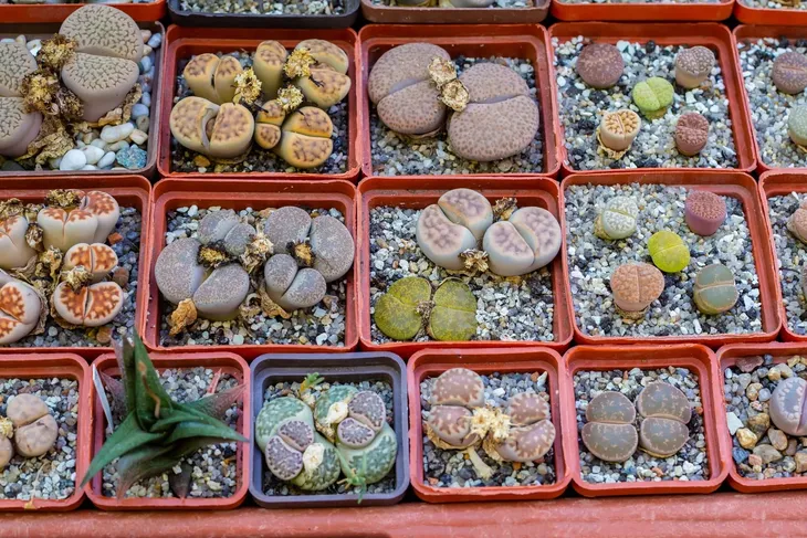 lithops-grupa-duzy-8-cm-rodzaj-rosliny-inny