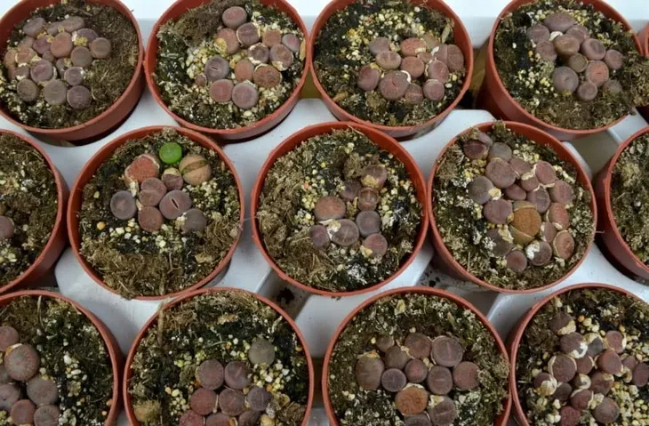 lithops-grupa-duzy-8-cm-kod-produktu-1515
