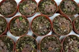 lithops-grupa-duzy-8-cm-kod-produktu-1515
