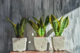 sansevieria-futura-superba-wezownica-40-cm-p12