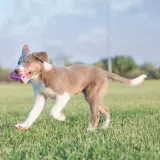 kong-teething-stick-l-stan-nowy
