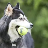 kong-squeakair-balls-l-stan-nowy