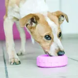 kong-puppy-tires-s-stan-nowy