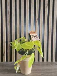 philodendron-scandens-micans-lime-filodendron-pnacy-sadzonka-20cm