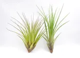 tillandsia-melanocrater-mini-6-cm