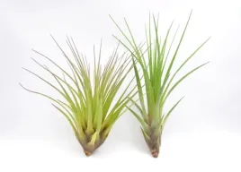 tillandsia-melanocrater-mini-6-cm