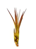 tillandsia-melanocrater-mini-6-cm-rodzaj-rosliny-inny