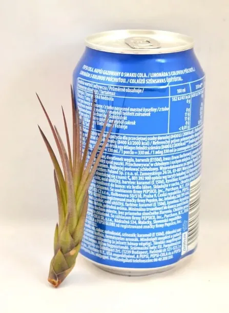 tillandsia-melanocrater-mini-6-cm-kod-produktu-1006