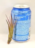 tillandsia-melanocrater-mini-6-cm-kod-produktu-1006