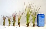 tillandsia-melanocrater-mini-6-cm-rodzaj-rosliny-inny-kod-produktu-1006