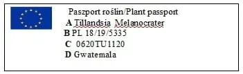 tillandsia-melanocrater-mini-6-cm-kod-produktu-1006-rodzaj-rosliny-inny